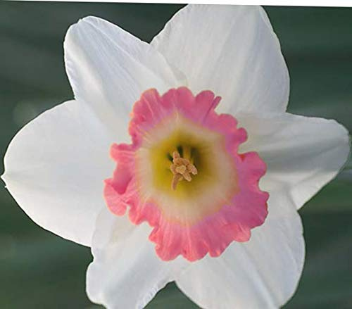 (5) Pink Charm Daffodil, Blooming Sized Bulb, Nice Addition to Your Garden, Unique Color