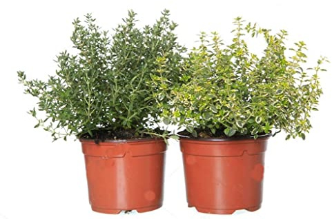 Tomillo Común y Tomillo Limón Pack de 2 Plantas Aromáticas Naturales con Envío Gratis