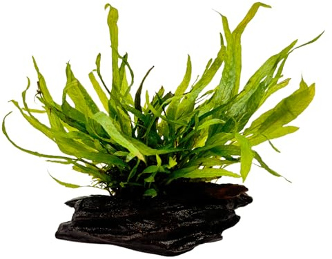 WASSERPFLANZEN WOLFF - Mini-Wurzel 'Nano' mit Javafarn | Microsorum pteropus auf Mini-Wurzel 'Nano' | Kleiner Javafarn auf Driftwood | Aufsitzerpflanze für Nano-Aquarien | Sofort-Dekoration