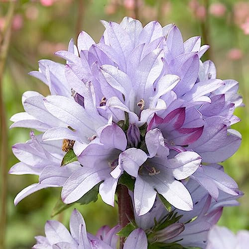 Campanula Caroline Clustered Bellflower Plant | Outdoor Perennial Plants Garden Ready | Grow Your Own Perennial Plants (9cm Pot, 10-20cm)