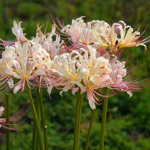10bulbos de lirio araña jardinera, primavera Comprar de sangre de acónito de invierno, para el balcón exóticas