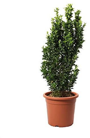 KENTIS - Euonymus Japonicus Benkomasaki con Decorazione Vaso in Juta - Evonimo Giapponese - Piante Vere da Esterno da Siepe - H 60-80 cm Vaso Ø 24 cm