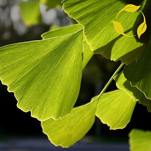 Ginko Biloba Ginkgo Biloba 5 SEMI