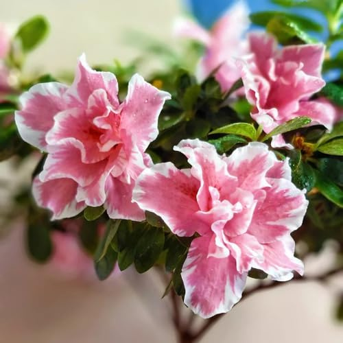 semillas de rododendro - balcón resistente cama elevada jardín 200pcs