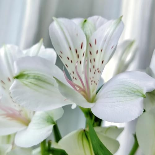 alstroemerias los amantes de las de jardín en el balcón Alstroemeria híbrida pradera exóticas perenne jardín semillas pradera, sombra 60semillas