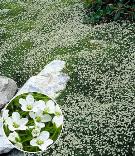 BALDUR Garten 9x Winterhartes Sternmoos, Pflanzen im 9x9 cm-Topf | immergrüner Bodendecker mit Sternblüten, bildet dichte Teppiche im Garten, pflegeleicht, winterhart, mehrjährig
