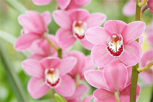 Cymbidium Orchidee, Winterhart, Duftend, Top QualitäT, Ideal für Balkon & Terrasse, Cymbidium, MehrjäHrig Phalaenopsis Orchideen, 10zwiebelns-J