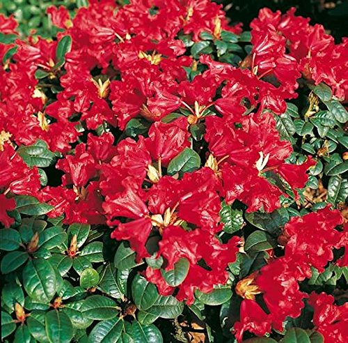 Zwerg Rhododendron Scarlet Wonder 20-25cm - Rhododendron repens - Zwerg Alpenrose - lebende Gartenpflanze aus den Baumschulen