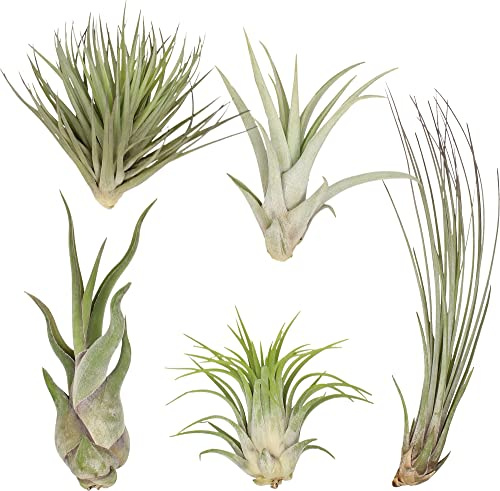 DECOALIVE Pack de 5 Plantas del Aire Naturales Diferentes Plantas Vivas