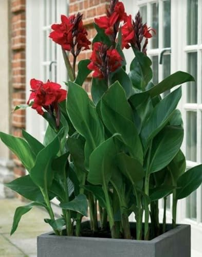 Rizomas de Canna (Achira), Plantas Perennes para Interior y Exterior, Decoración de Jardín, Balcones y Terrazas-1 BULBO