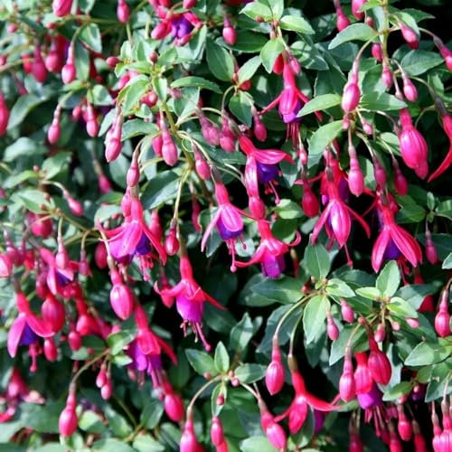 Plant Theory Tom Thumb Hardy Fuchsia Shrub Plant 2L Pot