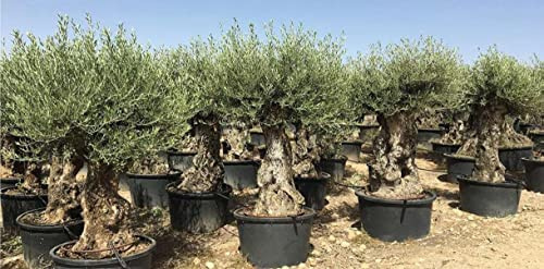 Ulivo olivo Olea europea bonsai in mastello da 285 lt cfr. tronco 80/100 cm FOTO REALI Vivaio di Castelletto