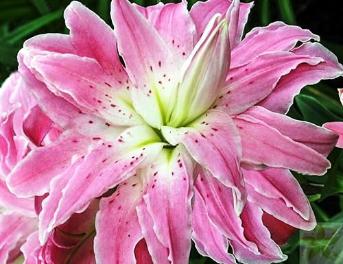 CSL sunrise Lilie  Lotus Elegance , 5x große Zwiebeln, Lilium doppelt gefüllt bis 150 cm., winterhart und mehrjährig, Lilienzwiebeln, Blumenzwiebeln, bienenfreundlich