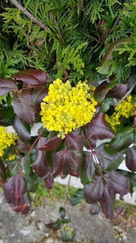 Mahonia aquifolium/Mahonia faux-houx/Conteneur de 3 à 4 litres