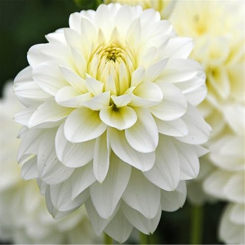 CUIKWA Bellissime dalie - decorazione per interni ed esterni-10bulbi-G