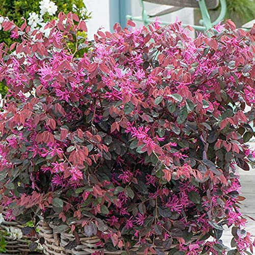Loropetalum Fire Dance - Chinese Fringe Flower | Evergreen Potted Garden Shrub for Sale (15-30cm (Incl. Pot))