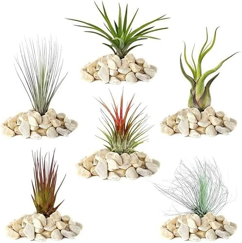 Gardeners Dream 6er Tillandsien Pflanzen Echt Mix - 6 Stk. Tillandsia Luftpflanzen Echt - Terrarium Pflanzen - Terrarium Deko - Luftreinigende Zimmerpflanzen - Deko Pflanze