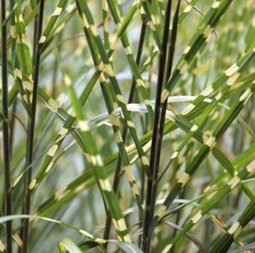 Chinaschilf Strictus - Miscanthus sinensis