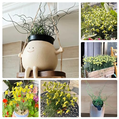 Semillas de Albuca Spiralis Plantas colgantes, plantas perennes resistentes para jardín. Decoración con hiedra, cultivo de semillas. Decoración de sala de estar, plantas resistentes 50pcs