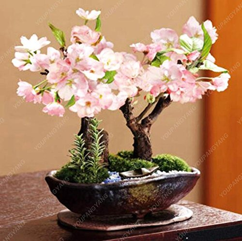 Graines de Sakura rares Fleurs de bonsaï Fleurs de cerisier Graines d'arbres Fleurs de cerisier Bonsaï Plantes pour la maison et le jardin Rouge