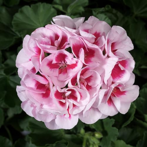 Geranie weiß-rosa, stehend, Topf-Ø 13 cm, 6 Pflanzen