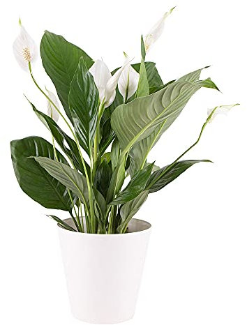 Einblatt Zimmerpflanze, Spathiphyllum, echte Zimmerpflanze, Topfgröße 17 cm, Höhe circa 60 cm, Zimmerpflanzen für die Wohnung oder das Büro, pflegeleicht und luftreinigend, Pflanzenversand