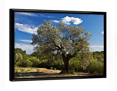 artboxONE Poster mit schwarzem Rahmen 18x13 cm Natur Olivenbaum in Südfrankreich - Bild Baum Frankreich französisch
