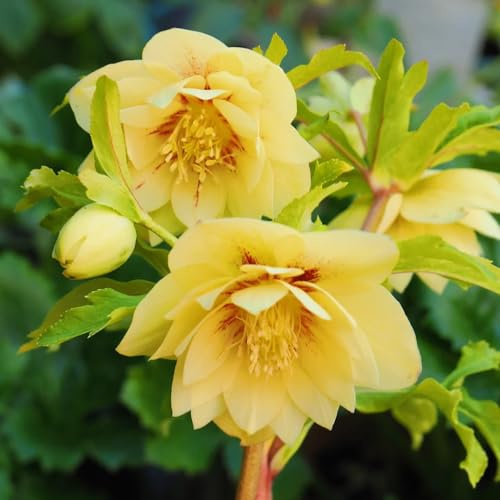 christrosensamen - wild bodendecker winterhart mehrjährig 10pcs