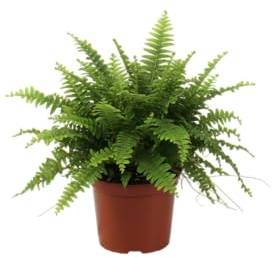 DECOALIVE Helecho Natural Planta Tropical Purificadora del Aire y de Fácil Cuidado