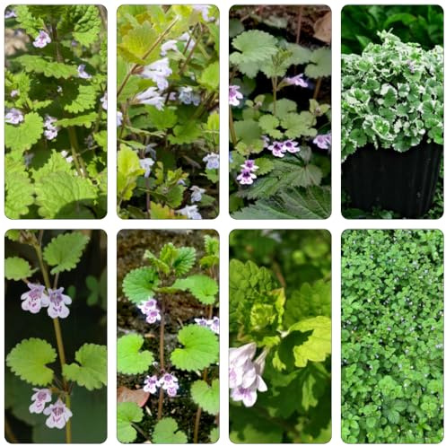 edera terrestre semi da balcone con parterre di semi esotici balcone primavera primavera giardino con letti elevati giardino perenne 100pcs