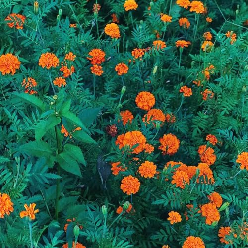 Semi di calendula resistente - Aiule rialzate giardino in vaso decorazione balcone vecchie varietà 400pcs