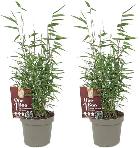 Bambou Fargesia Jiuzhaigou - Bambou Non Traçant Persistant - Haie Brise-Vue Dense - Cannes Rouges Décoratives - Résistant au Gel pour Jardin et Pot (50-70 cm avec pot 17cm)