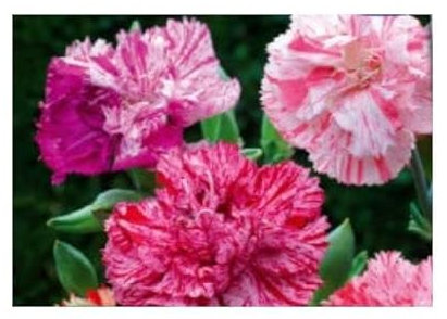 Pcs - 30x Girofle Volubilis Ipomée Picotee Fantasie Mix Dianthus Caryophyllus Jardin Plantes - Graines KS26 - Seeds & Plants Shop by Ipsa