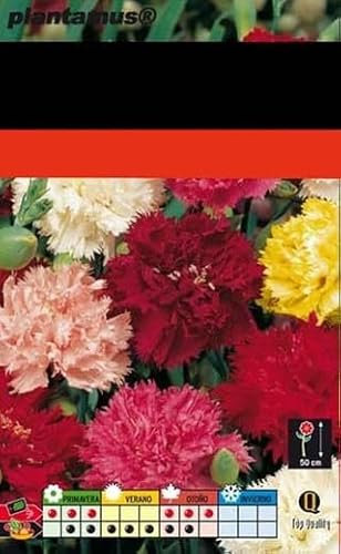 Semillas de Clavel Chabaud Planta Dianthus Caryophyllus