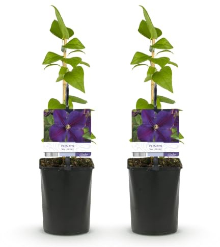 GreenboutiQ - Kletterpflanze - Clematis Star of India - Blüte Rosa - Pflegeleicht - 2 Pflanzen - Topf 11cm Höhe 40cm