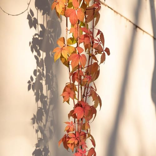 200 pezzi semi di trepadora - perenni resistenti, Parthenocissus tricuspidata, trepadora decorativi pendenti, perenni resistenti,