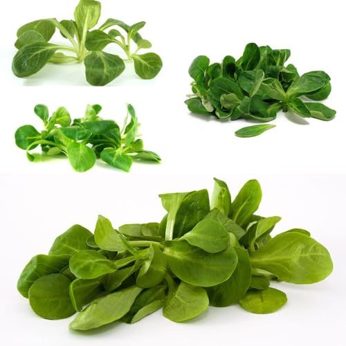 Semi di valeriana, copertura del terreno vecchie varietà rare giardino sul balcone resistenti per il giardino semi lattuga invernali 600pcs