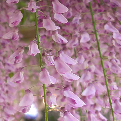 Japanese Wisteria floribunda 'Rosea' Garden Hardy Shrub Pink Summer Scented Flowering Deciduous Climbing Plant 1x 1.7 Litre Potted Plant by Thompson and Morgan
