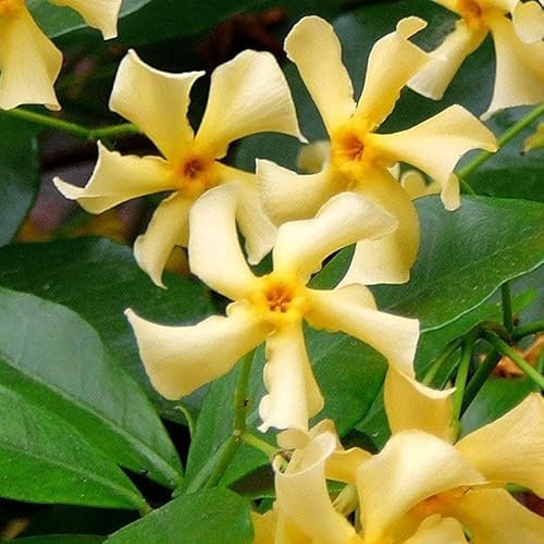 Plant Theory 90cm - 100cm Trachelospermum jasminoides Yellow Star of Toscana Star Jasmine Yellow Flowering Vine Climbing Plant Tripod 7L Pot