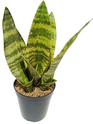 XZJMY Artificial Snake Plant,13.8 Faux Potted Plant,Faux Agave Plant Potted with Pot, Tropical Fake Plants for Office,Home,Indoor,Outdoor Decor (Green 02)