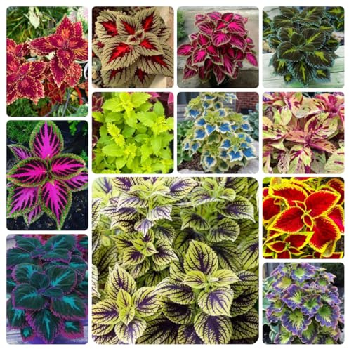 buntnesselsamen mehrjährig, winterharte stauden, hochbeet balkon indoor bio 550pcs