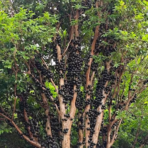 Semillas de jabuticaba - exótico semillas de balcón columnar huerta extraño enanos, resistentes frutal variedades antiguas Regalos para los 200pcs