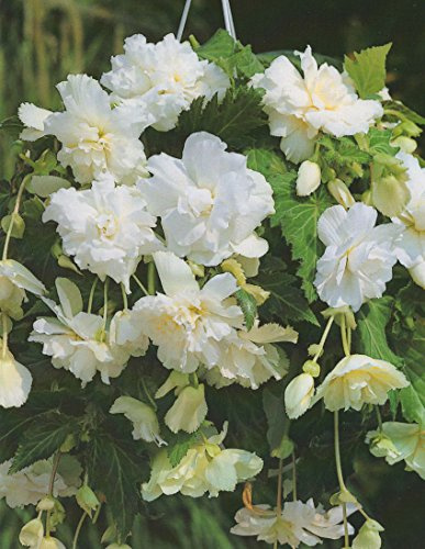 Begonien pendula hängend in weiß gefüllt Blumenzwiebeln Knollenbegonie (3 Blumenzwiebeln)