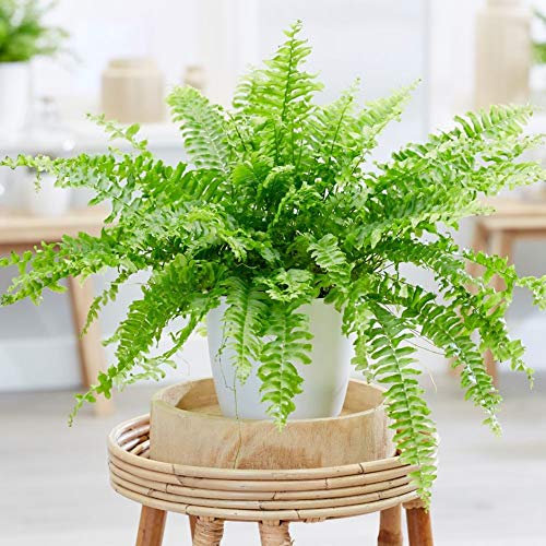 Carbeth Plants Boston Fern Plant in 12cm Pot - Classic Easy to Grow Nephrolepis exaltata Houseplant - Lush Greenery Air Purifying Foliaged Indoor Plant - Ideal for Living Spaces, Bathrooms and Offices