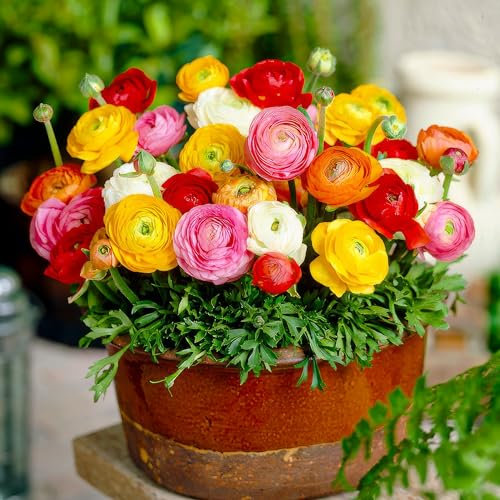 Ranunkeln Zwiebeln Winterhart - 50 Knollen - Mix in 5 Farben - Mehrjährige Blumenzwiebeln - Echte Pflanzen aus Holland (kein Samen, nicht künstlich)