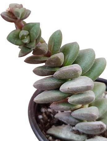 crassula talisman ibrido raro pianta grassa vera portafortuna succulenta