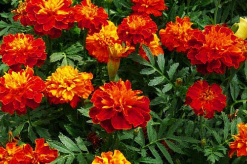 Semi frais - Souci Carmen - 300 semi - Tagetes Patuta Nana - Rosso arrugginito con il centro giallo