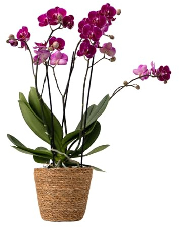 Plant in a Box - Orquídea mariposa - Phalaenopsis Multiflora en cesta decorativa - Altura 35-45cm - Maceta 12cm - Planta de interior con flor - Apta para gatos