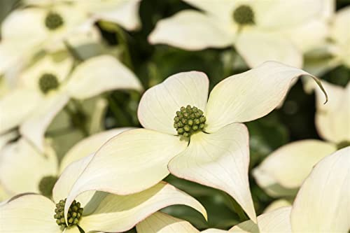Cornus kousa chinensis 'Schmetterling' 40–60 cm – Winterhart, Mehrjährig, Pflegeleicht – Chinesischer Blumen-Hartriegel – Ziergehölz für Garten & Einzelstellung