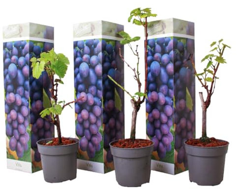 Plant in a Box - Traubenpflanzen - 3er Set - Vitis Vinifera 'Cabernet franc' - Weintraube Blau - Winterhart - Topf 9cm - Höhe 25-40cm